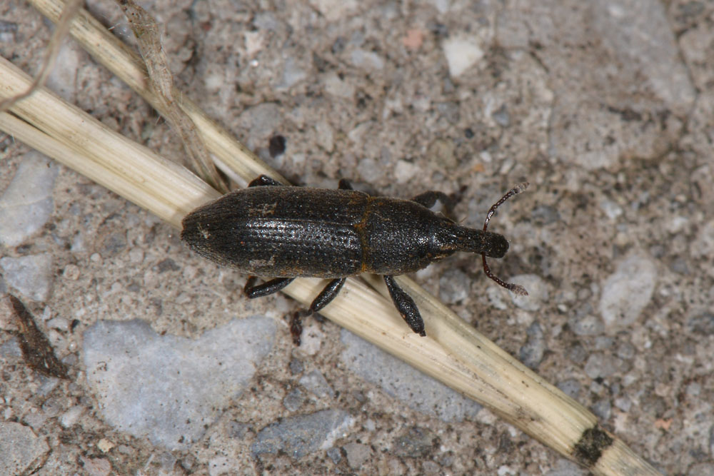 Lixus angustus - Curculionidae
